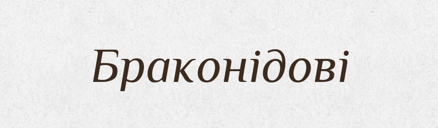 Браконідові — Великий тлумачний словник сучасної української мови