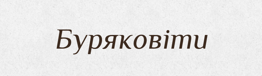 Буряковіти — Великий тлумачний словник сучасної української мови