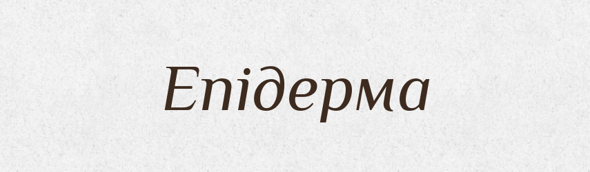 Епідерма — Великий тлумачний словник сучасної української мови