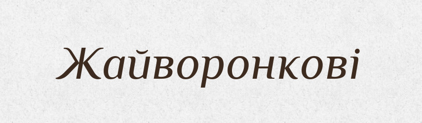 Жайворонкові — Великий тлумачний словник сучасної української мови