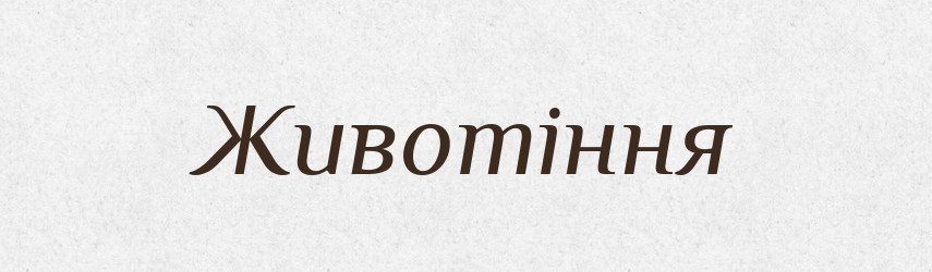 Животіння — Великий тлумачний словник сучасної української мови