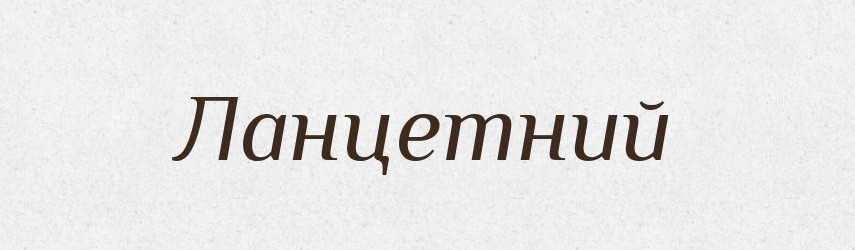 Ланцетний — Великий тлумачний словник сучасної української мови