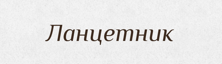 Ланцетник — Великий тлумачний словник сучасної української мови