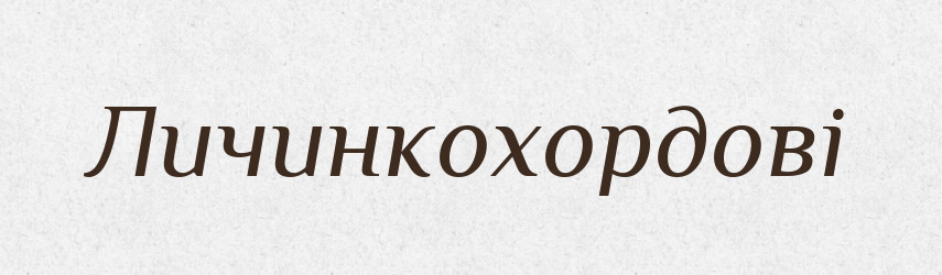 Личинкохордові — Великий тлумачний словник сучасної української мови
