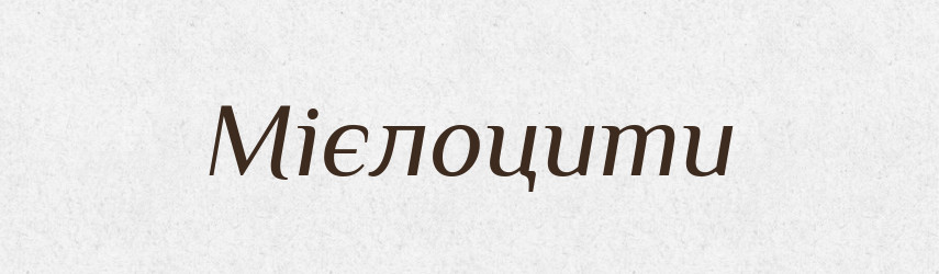 Мієлоцити — Великий тлумачний словник сучасної української мови
