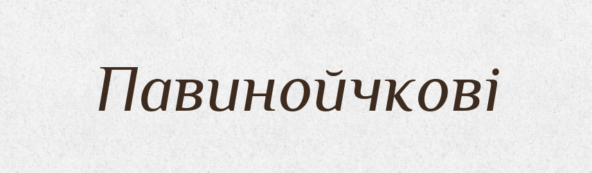 Павинойчкові — Великий тлумачний словник сучасної української мови