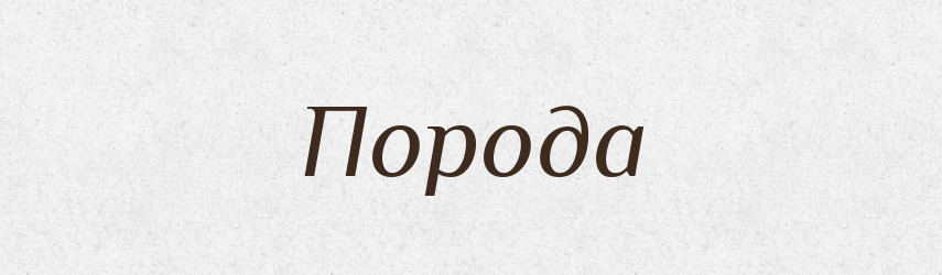 Порода — Великий тлумачний словник сучасної української мови