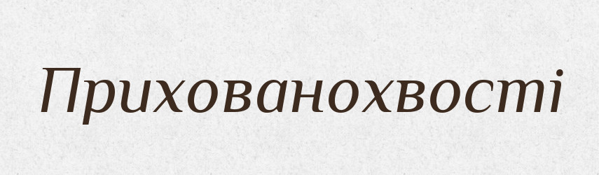 Прихованохвості — Великий тлумачний словник сучасної української мови