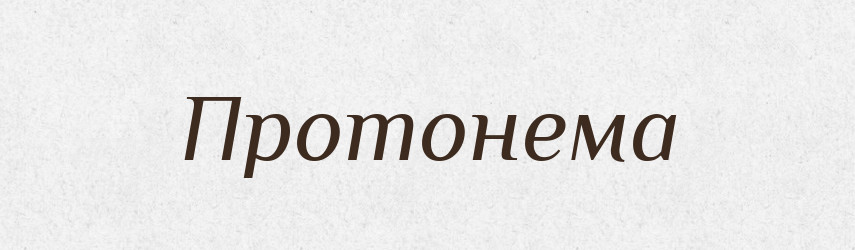 Протонема — Великий тлумачний словник сучасної української мови