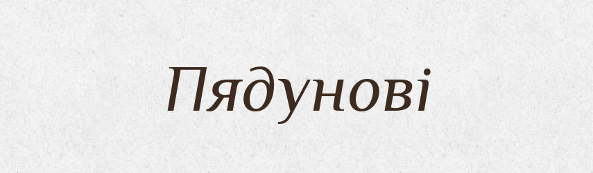 Пядунові — Великий тлумачний словник сучасної української мови