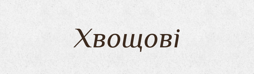 Хвощові — Великий тлумачний словник сучасної української мови