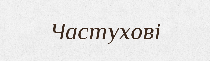 Частухові — Великий тлумачний словник сучасної української мови